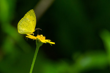 Common Grass Yellow butterfly using its probostic to drink nectar from flower