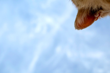 Detail of red cat head with blue sky