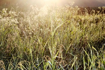 Утренняя роса