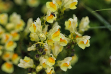 Linaria vulgaris, names are common toadflax, yellow toadflax, or butter-and-eggs, blooming in the summer