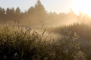 Туманное утро