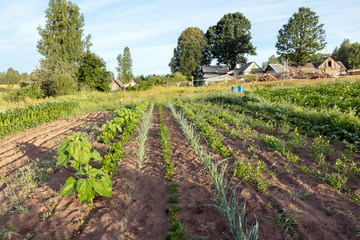Fototapeta na wymiar Vegetables growing in permaculture garden, traditional countryside landscape