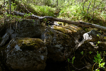 Northern forest river in the taiga