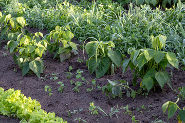 Vegetables growing in permaculture garden, traditional countryside landscape