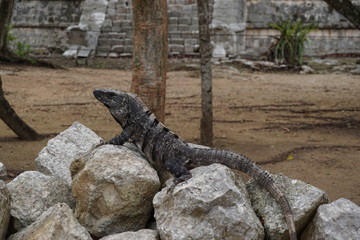 Leguan in Mexiko