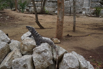 Leguan in Mexiko