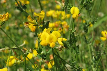 Lotus corniculatus flowers in the meadow on natural green background 