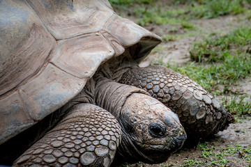 closeup of a tortoise