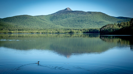 loon on lake in front of mountain