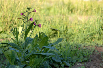 Vegetables growing in permaculture garden, traditional countryside landscape