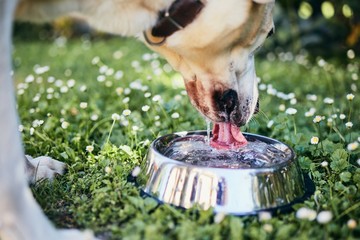 Dog drinking water from bowl © Chalabala