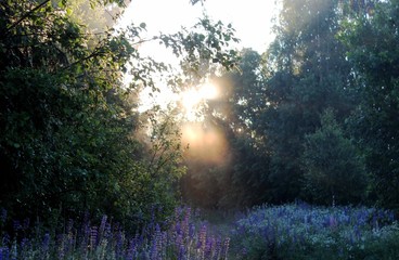 Солнце в тумане