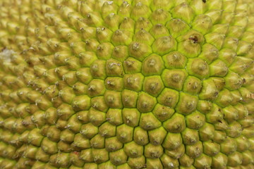 Close up macro of the Jackfruit's yellowish green rough spiny skin texture background, Tropical fruit.
