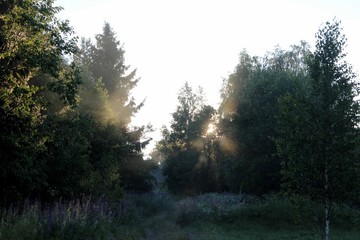 Утренний туман над деревней