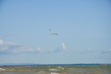 seagull flying over the sea