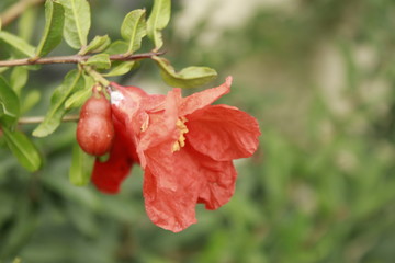 Flower of Pomegranate (Punica granatum).