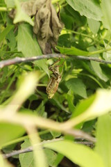 Fototapeta premium A reborn grasshopper emerges from its old body, leaving a former replica of itself behind, Beautibul amazing wildlife.