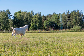 Fototapeta premium White buck, male goat in sustainable organic farm with green fields under blue sky