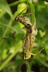 Reborn grasshopper.