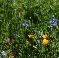 colorful flowers in the summer on a flower meadow