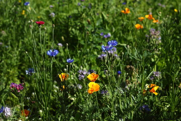 colorful flowers in the summer on a flower meadow