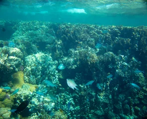 Foto op Aluminium sea fish near coral, underwater © vadim_fl
