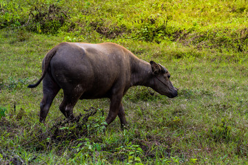 Fototapeta premium buffalo standing and grazing grass in the morning light, eating some fresh green grass in the farm. Buffalo in Southeast Asia