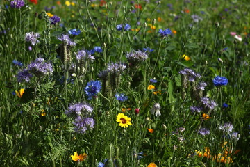colorful flowers in the summer on a flower meadow