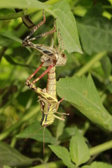 A reborn grasshopper emerges from its old body, leaving a former replica of itself behind, Beautibul amazing wildlife.
