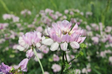 Fototapeta premium Crown vetch coronilla flowers on the meadow, closeup