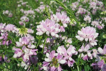 Crown vetch flowers on the meadow, closeup