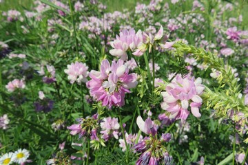 Varia crown vetch