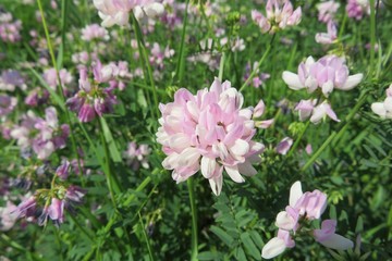 Crown vetch flowers coronilla on the meadow, closeup