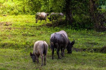 buffalo standing and grazing grass in the morning light, eating some fresh green grass in the farm. Buffalo in Southeast Asia