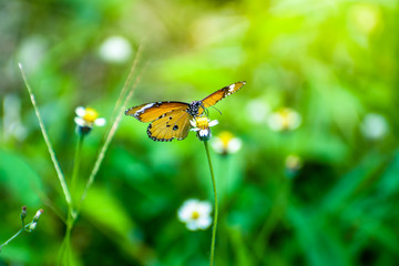 Butterflie with flowers and sunshine in the morning, blur background