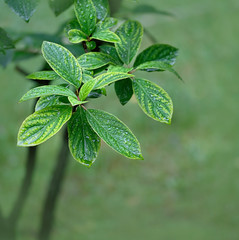 green tree leaves in rain. Green leaves with water drops on abstract nature background. leaves with raindrop, rainy season. Summer rain. Abstract natural template for design. copy space