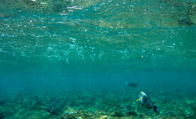 sea fish near coral, underwater