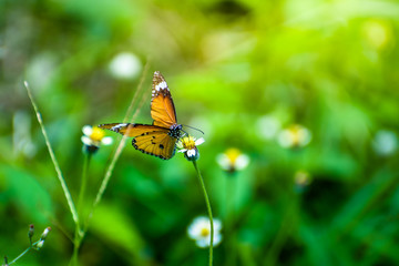 Butterflie with flowers and sunshine in the morning, blur background
