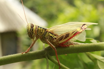 New born grasshopper