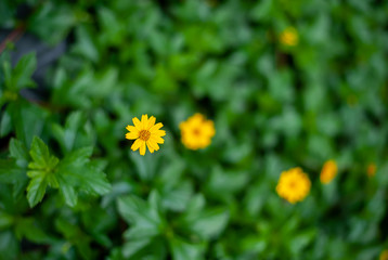 yellow flowers on green background