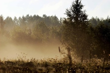 Утренний туман