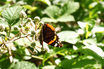 Close up of a butterfly on flower, Red Admiral on Blackthorn, Vanessa atalanta 