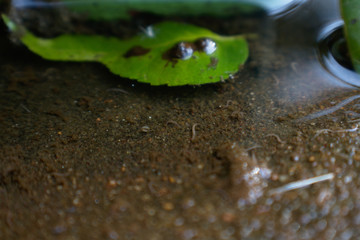 Reflection in Water with Leaf
