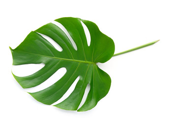 Naklejka na ściany i meble Isolate Dark green Monstera large leaves, philodendron tropical foliage plant growing in wild on white background with clipping path concept for flat lay summer greenery leaf texture rainforest floral
