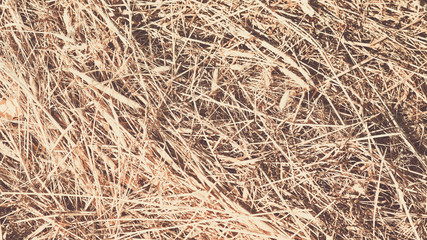 background of dry straw
