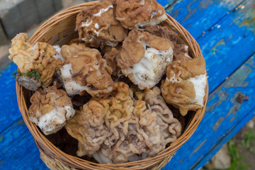 The collected mushrooms are lines lying in a wicker basket