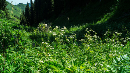 Obraz premium ferns in the forest