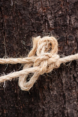 coarse rope tied around a tree trunk