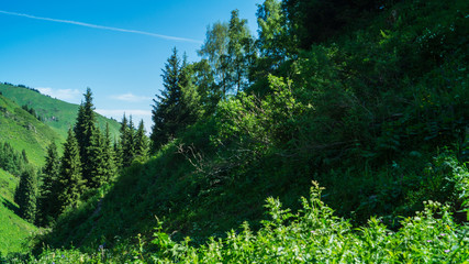 landscape with trees