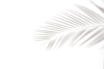 shadows of palm leaves on a white wall.natural leaves tree branch falling on white wall texture for background and wallpaper,
